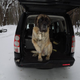 Illustration for article titled Top 12 Cutest Dogs In Land Rovers For National Love Your Pet Day